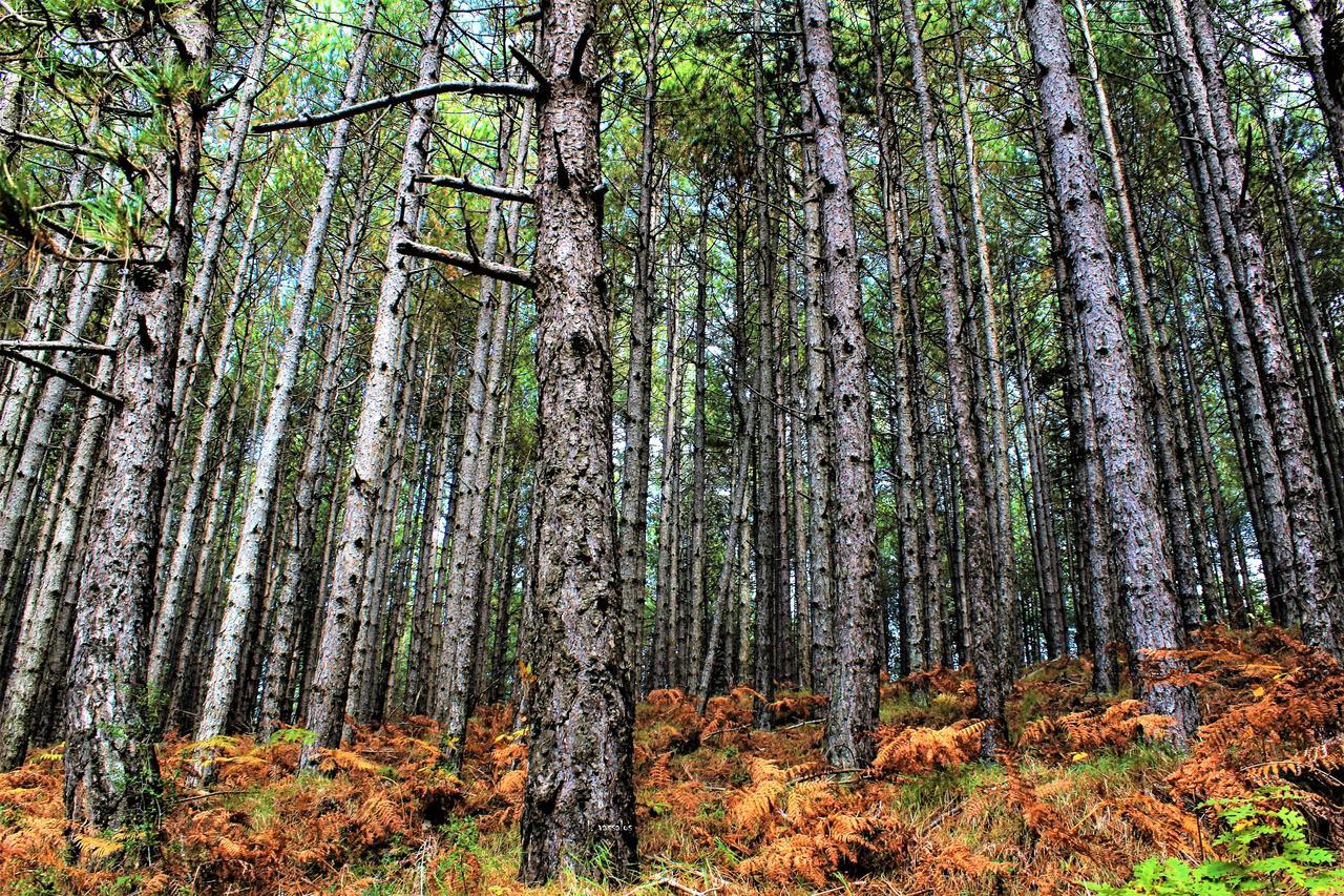 Foresta In Medias Mores Tripoli Bagian luar foto